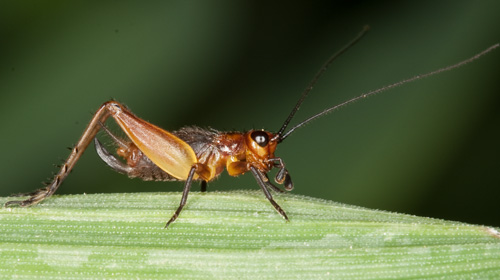 Trigonidium cicindeloides (ninfa)